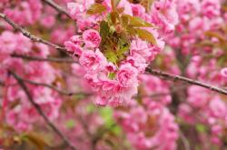 爱游戏-欧冠半决赛焦点战，当国王加冕，马刺时代迎来终章